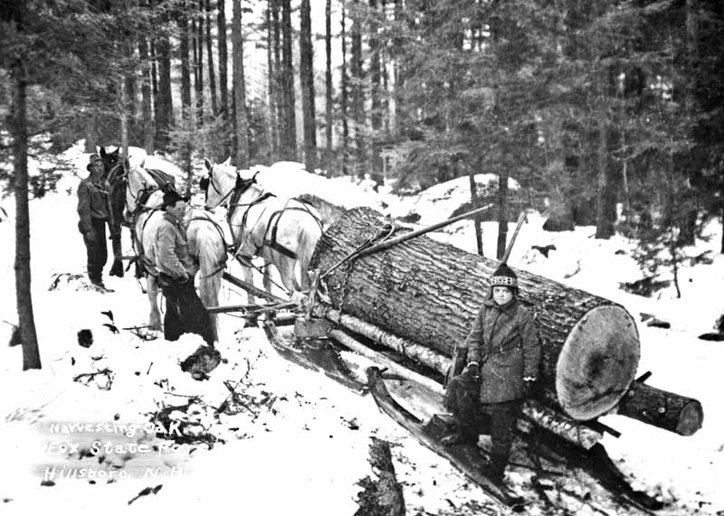 Fox Forest Logging